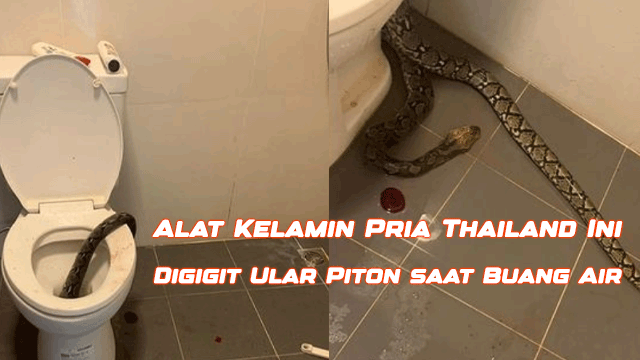 Alat Kelamin Pria Thailand Ini Digigit Ular Piton saat Buang Air