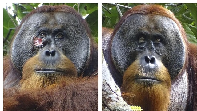 orangutan